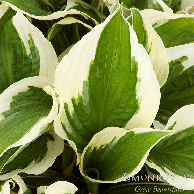 Hosta 'Patriot' ~ Monrovia® Patriot Hosta-ServeScape