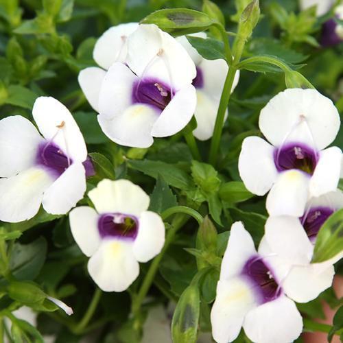 Torenia hybrid 'Grape-o-licious' ~ PW® Catalina® Grape-o-licious™ Wishbone Flower-ServeScape
