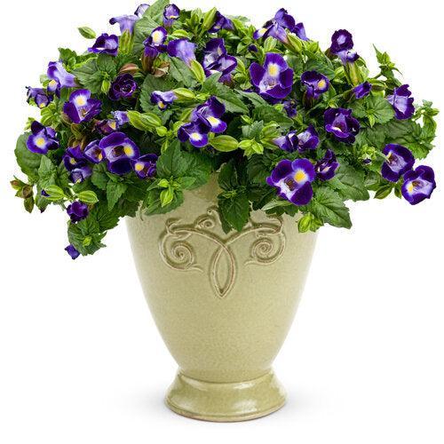 Torenia hybrid 'Dancat911' ~ PW® Catalina® Midnight Blue Wishbone Flower-ServeScape