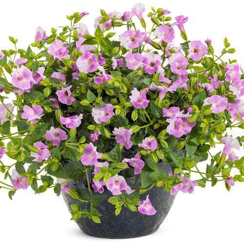 Torenia hybrid '17TOR1-7-04' ~ PW® Catalina® Pink Wishbone Flower-ServeScape