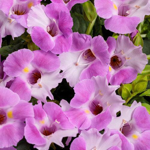 Torenia hybrid '17TOR1-7-04' ~ PW® Catalina® Pink Wishbone Flower-ServeScape