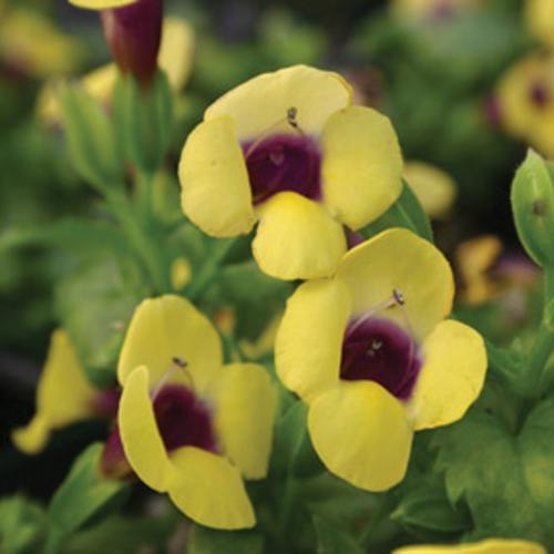 Torenia hybrid 'DANCAT266' ~ PW® Catalina® Gilded Grape™ Wishbone Flower-ServeScape