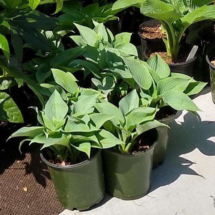 Hosta 'Fragrant Blue' ~ Monrovia® Fragrant Blue Hosta-ServeScape