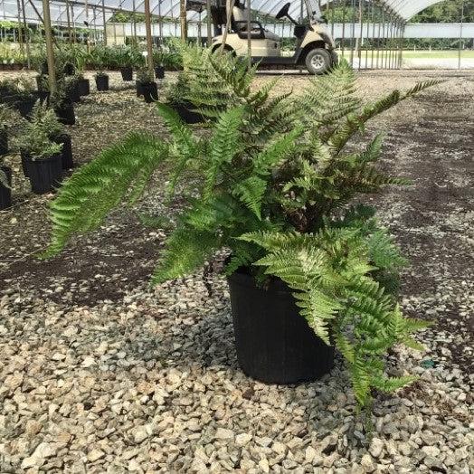 Dryopteris erythrosora 'Brilliance' ~ Monrovia® Brilliance Autumn Fern-ServeScape