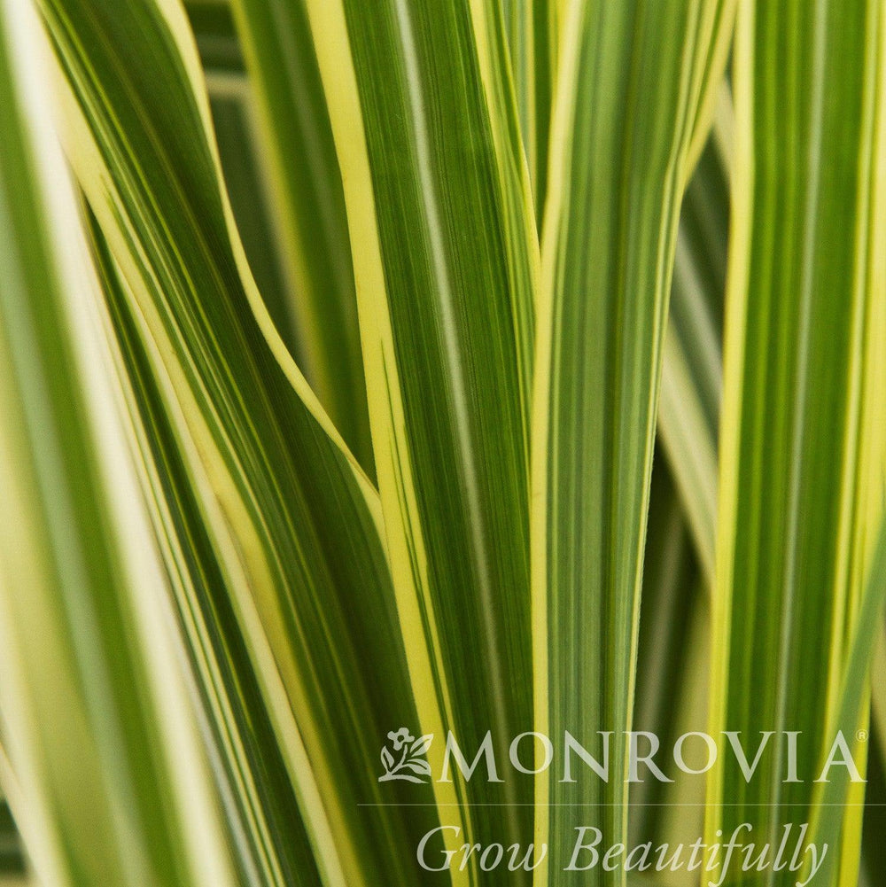 Miscanthus sinensis 'Variegatus' ~ Monrovia® Variegated Maiden Grass-ServeScape