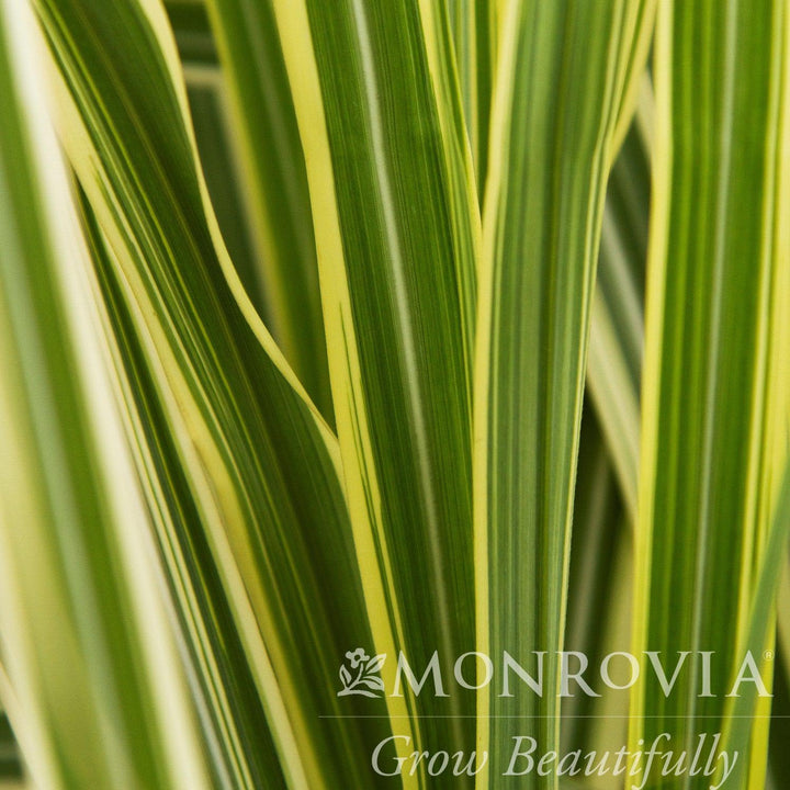Miscanthus sinensis 'Variegatus' ~ Monrovia® Variegated Maiden Grass-ServeScape