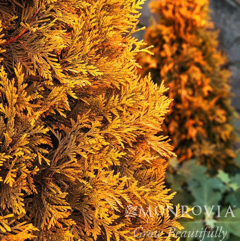 Thuja x 'MonPin' PP #25,363 ~ Monrovia® Ember Waves® Western Arborvitae-ServeScape