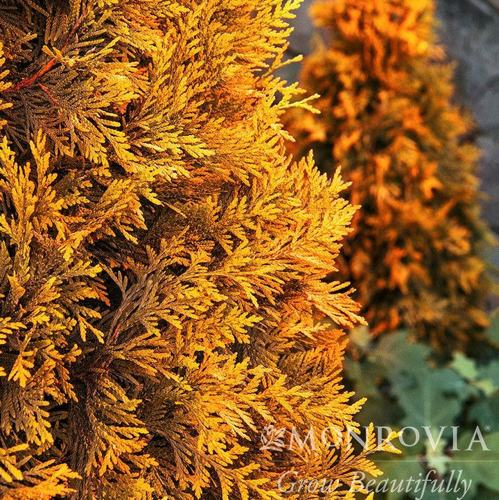 Thuja x 'MonPin' PP #25,363 ~ Monrovia® Ember Waves® Western Arborvitae-ServeScape