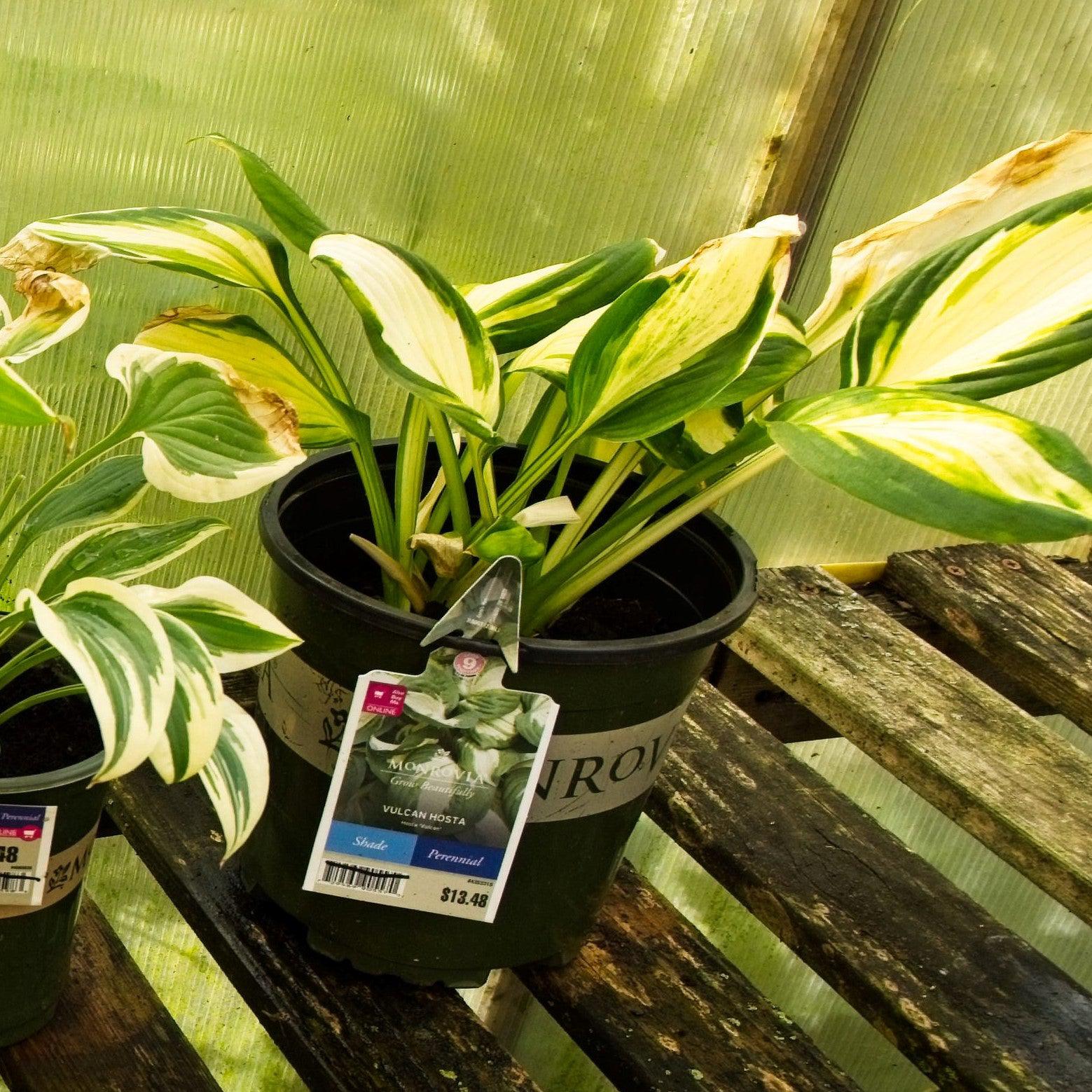 Hosta x 'Vulcan' ~ Monrovia® Vulcan Hosta-ServeScape
