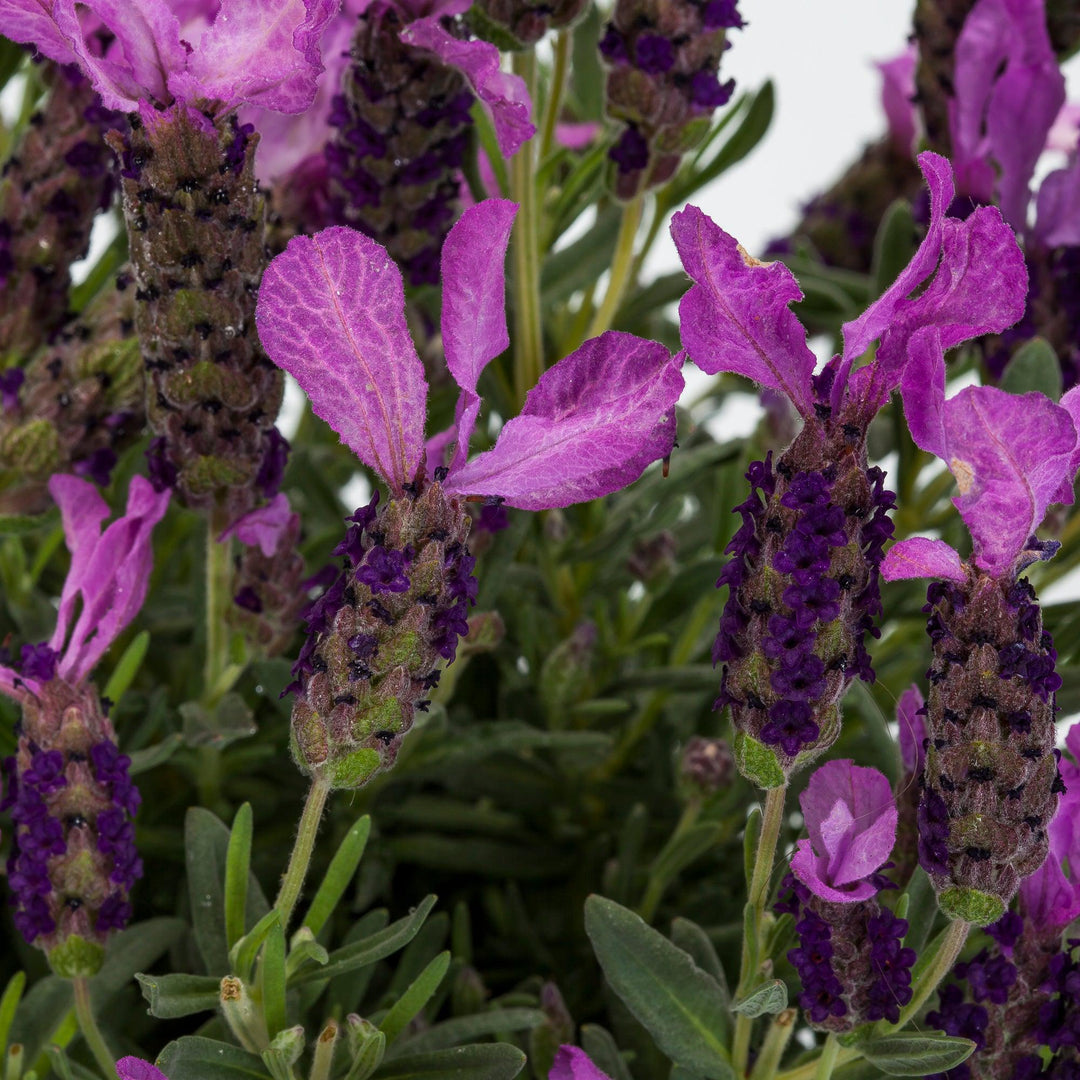 Lavandula stoechas 'Javelin Compact Purple' ~ Monrovia® Javelin™ Compact Purple Spanish Lavender-ServeScape