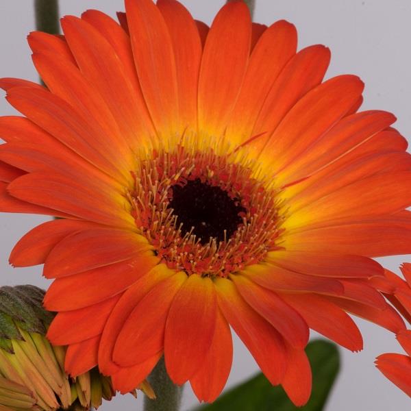 Gerbera 'Garsunset' ~ Garvinea® Sweet Sunset Gerbera-ServeScape