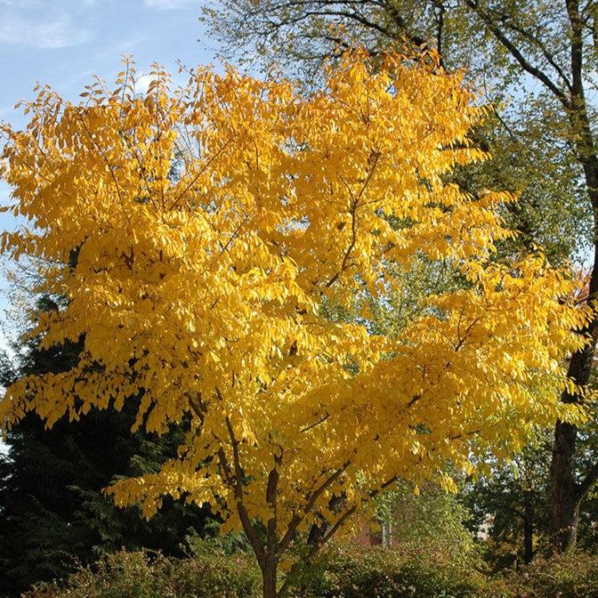 Ulmus davidiana var. japonica 'Morton' ~ Accolade® Elm-ServeScape