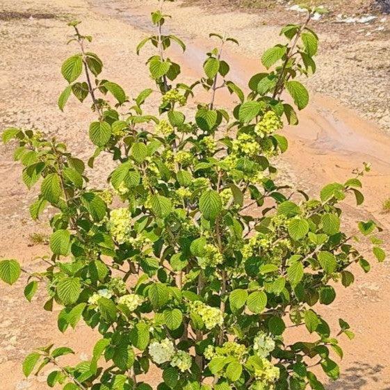Viburnum plicatum 'Popcorn' ~ Popcorn Viburnum, Japanese Snowball-ServeScape