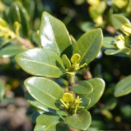 Gardenia augusta 'MADGA 1' PP19,988 ~ Heaven Scent® Gardenia-ServeScape