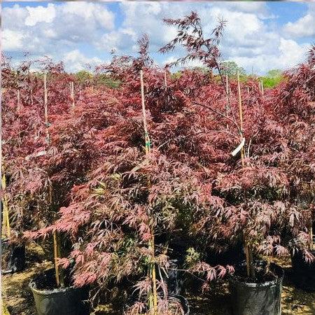 Acer palmatum var. dissectum 'Tamukeyama' ~ Tamukeyama Japanese Maple-ServeScape