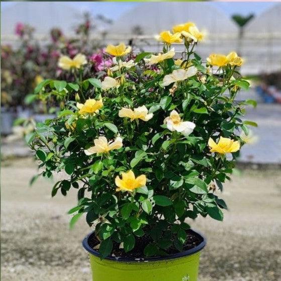 Rosa 'SRPylwko' PP 35,465 ~ Easy Bee-zy™ Knock Out® Rose-ServeScape