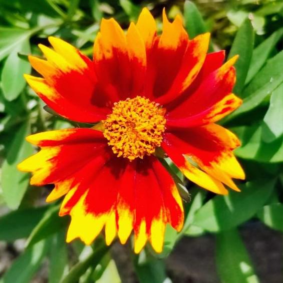 Coreopsis x 'Daybreak' ~ Lil' Bang™ Daybreak Tickseed-ServeScape