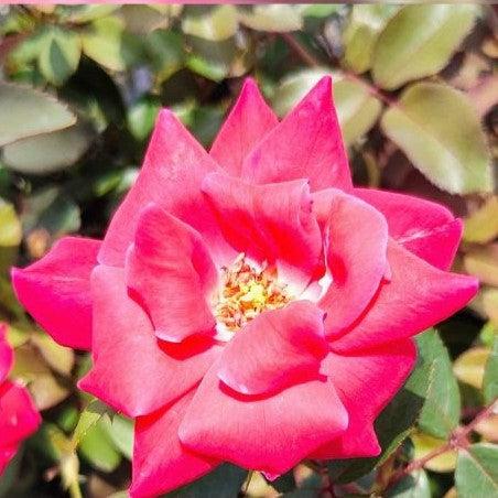 Rosa ‘Radtko’ PP 16,202 ~ Double Knock Out® Rose-ServeScape