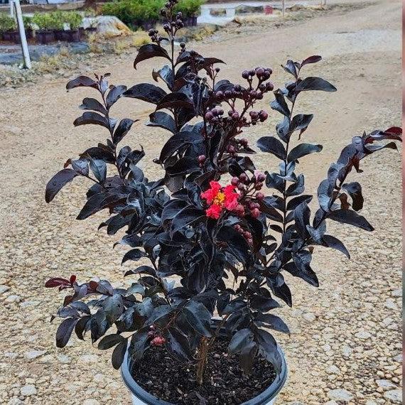 Lagerstroemia indica 'SMNLCIBF' ~ Center Stage® Red Crapemyrtle-ServeScape