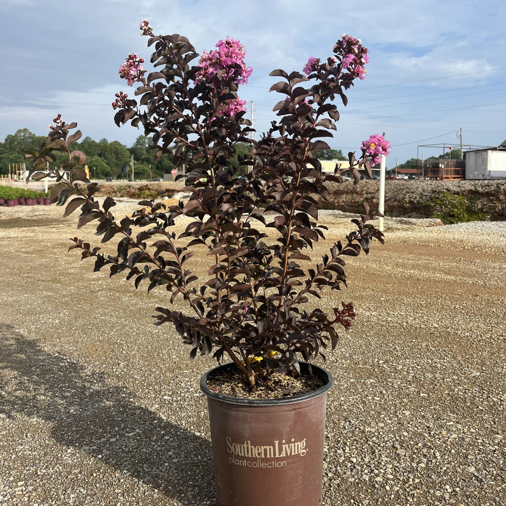 Lagerstroemia indica 'Deleb' ~ Delta Eclipse™ Crape Myrtle-ServeScape