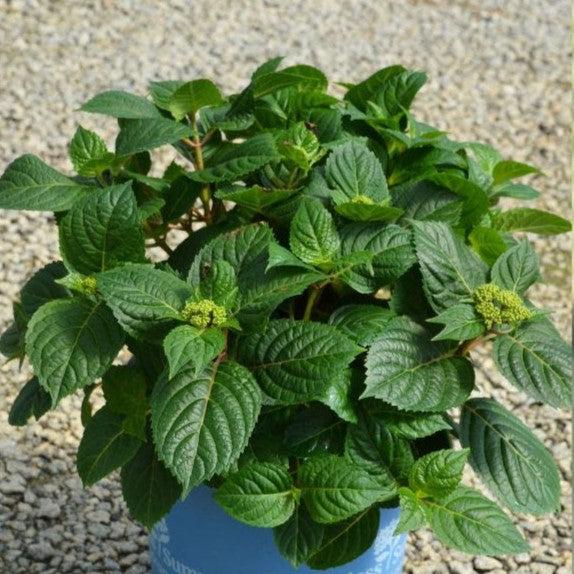 Hydrangea macrophylla 'Bailmacsix' ~ Endless Summer® Pop Star® Hydrangea-ServeScape