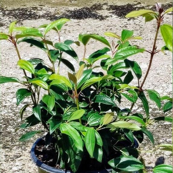 Viburnum 'sPg-3-024' ~ Moonlit Lace® Viburnum-ServeScape