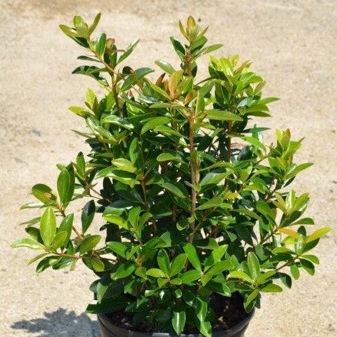 Ternstroemia gymnanthera ~ False Japanese Cleyera-ServeScape