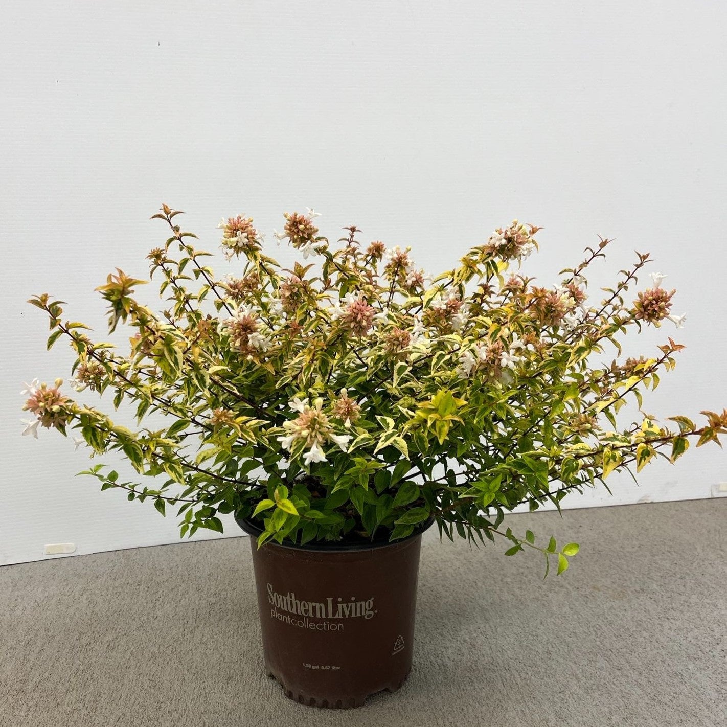 Abelia x grandiflora 'Kaleidoscope' ~ Kaleidoscope Abelia-ServeScape