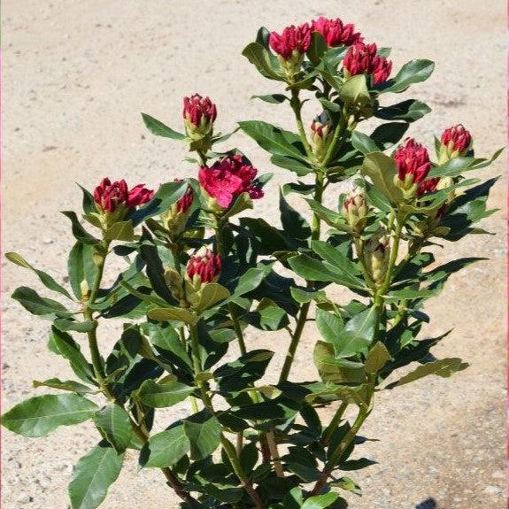 Rhododendron 'Nova Zembla' ~ Nova Zembla Rhododendron-ServeScape