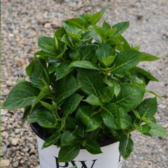 Hydrangea serrata 'SMNHSI' ~ Let's Dance® Can Do!® Hydrangea-ServeScape