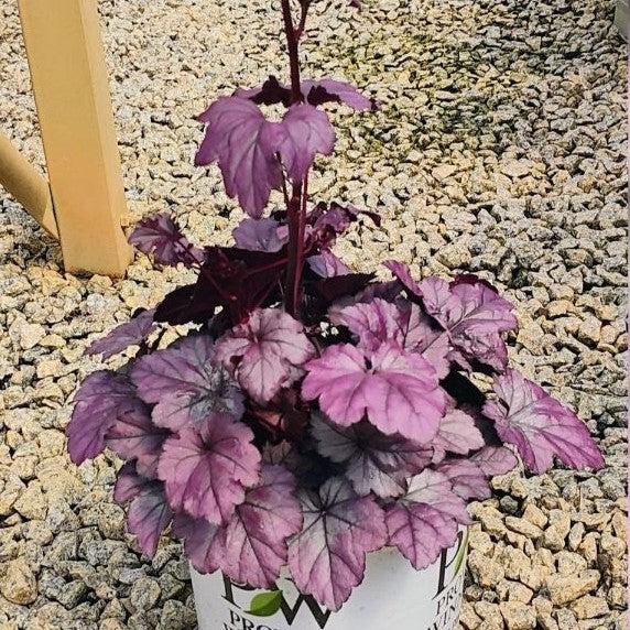 Heuchera 'Wildberry' ~ Dolce® Wildberry Heuchera-ServeScape