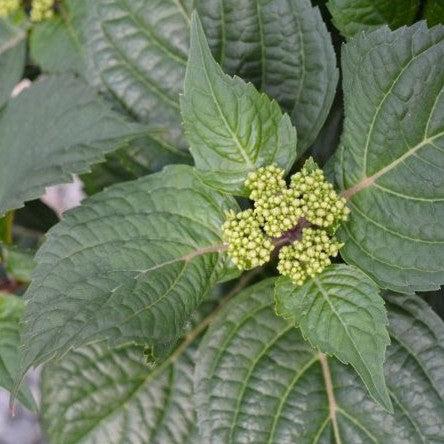 Hydrangea macrophylla 'Bailmacsix' ~ Endless Summer® Pop Star® Hydrangea-ServeScape