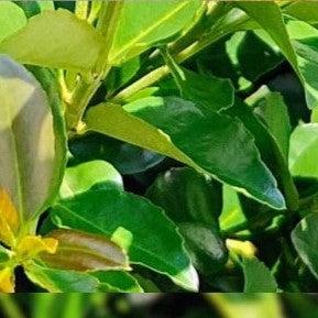 Ilex x 'RutHol4' ~ Arrow Point® Japanese Holly-ServeScape