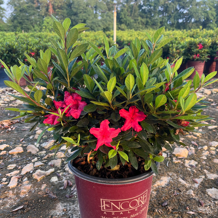 Rhododendron ‘Roblef’ ~ Encore® Autumn Sundance™ Azalea-ServeScape