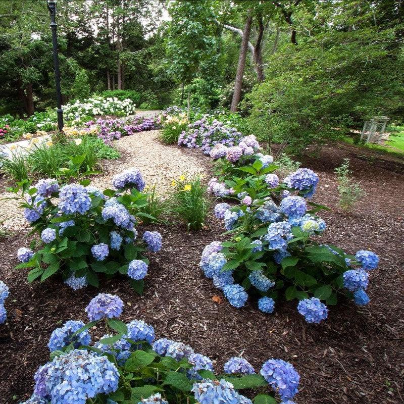 Hydrangea macrophylla 'Bailmer’ ~ Endless Summer® The Original Hydrangea-ServeScape
