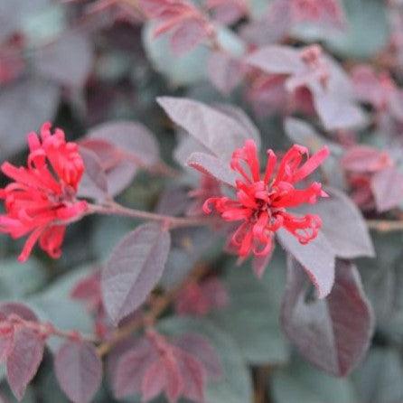 Loropetalum chinense 'CANRL01' ~ Ever Red Mini® Fringe Flower-ServeScape