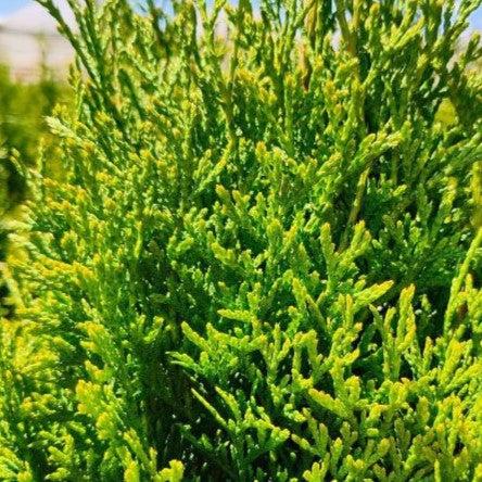Thuja occidentalis 'Art Boe' PP22,174 ~ North Pole® Arborvitae-ServeScape