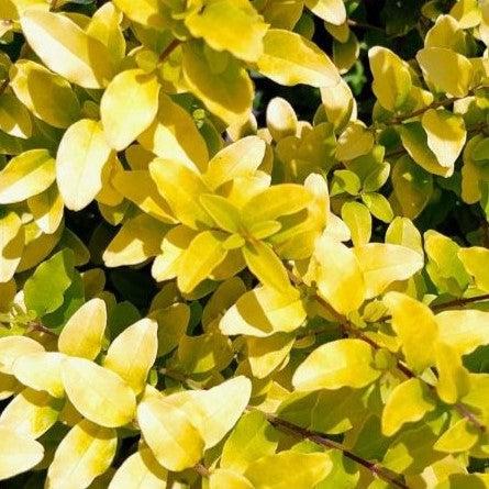 Ligustrum sinense 'Sunshine' ~ Sunshine Ligustrum-ServeScape