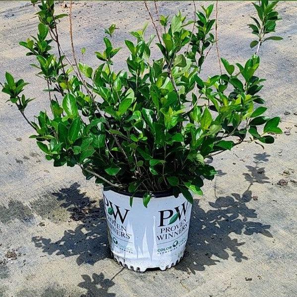 Aronia melanocarpa 'UCONNAM165' ~ PW® Low Scape Mound® Aronia-ServeScape