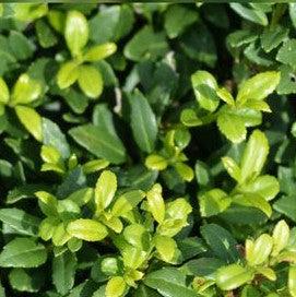 Ilex crenata 'Soft-Touch' ~ Soft Touch Japanese Holly-ServeScape