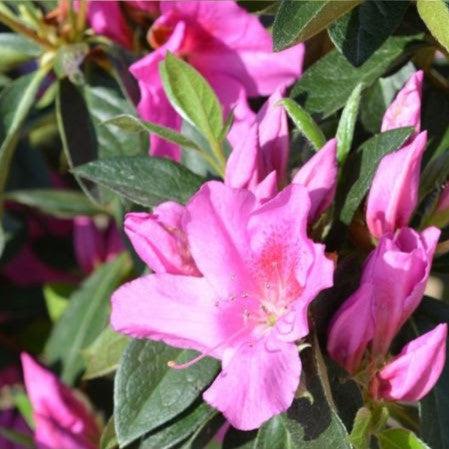 Rhododendron indica 'Formosa' ~ Formosa Azalea, Purple-ServeScape