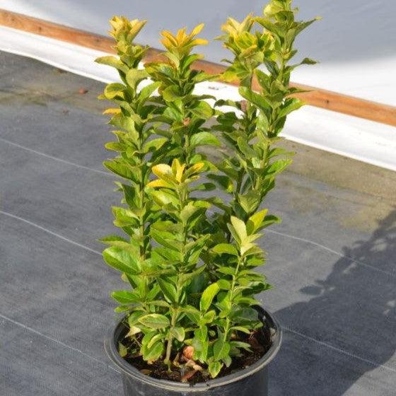 Euonymus japonicus 'Aureomarginatus' ~ Aureomarginatus Japanese Euonymus-ServeScape