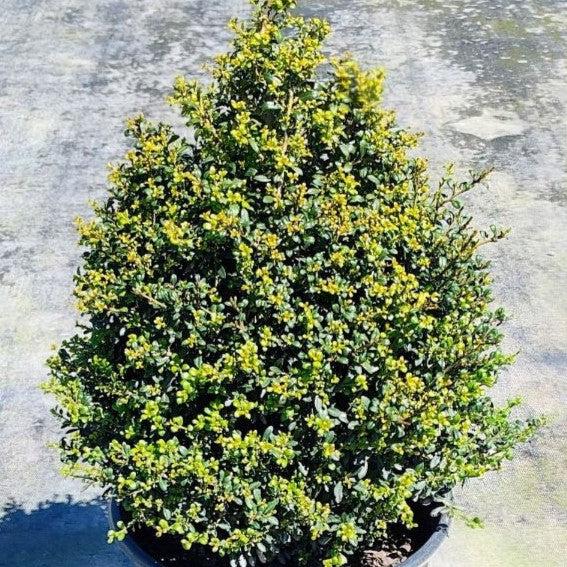 Ilex crenata 'Beehive' ~ Beehive Japanese Holly-ServeScape