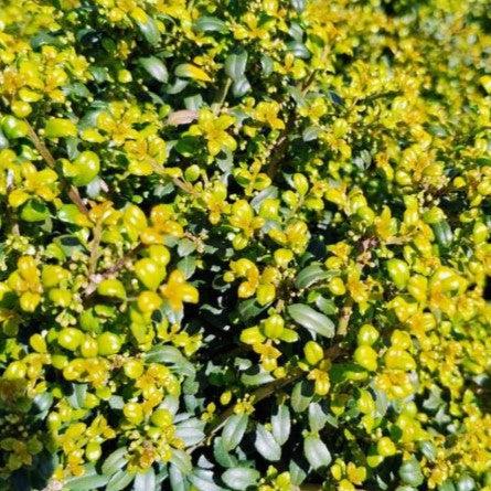 Ilex crenata 'Beehive' ~ Beehive Japanese Holly-ServeScape