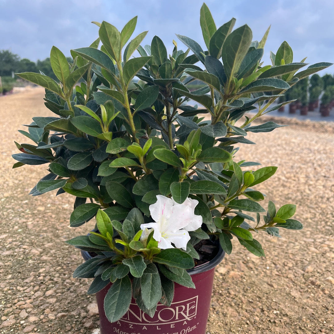 Rhododendron ‘Roblex’ ~ Encore® Autumn Lily™ Azalea-ServeScape