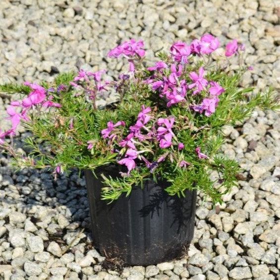 Phlox subulata 'Drummond's Pink' ~ Drummond's Pink Creeping Phlox-ServeScape