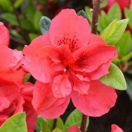 Rhododendron ‘Roblez’ ~ Encore® Autumn Fire™ Azalea-ServeScape