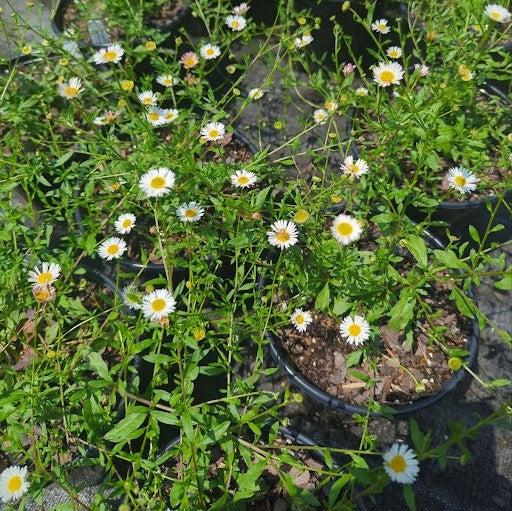 Erigeron karvinskianus 'Profusion' ~ Mexican Daisy, Fleabane-ServeScape