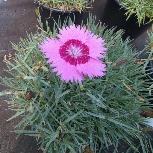 Dianthus plumarius 'Itsaul Pink' ~ ItsSaul Pink Dianthus-ServeScape