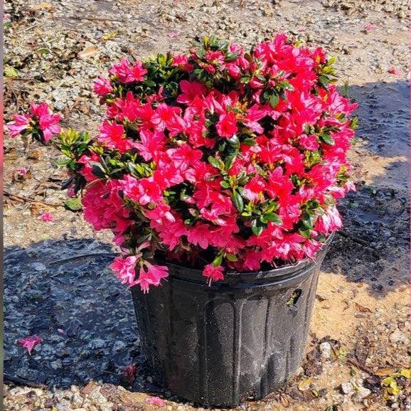 Azalea x kurume 'Christmas Cheer' ~ Christmas Cheer Azalea-ServeScape
